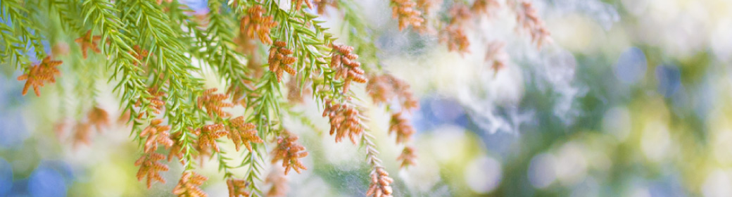 スギ花粉イメージ