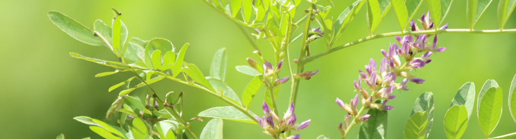 植物「甘草」イメージ