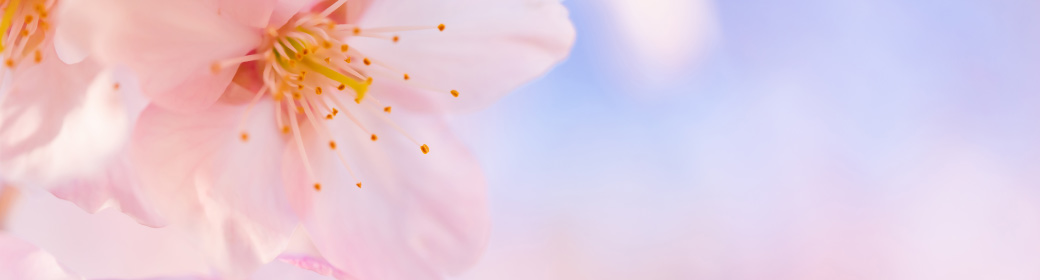 桜イメージ