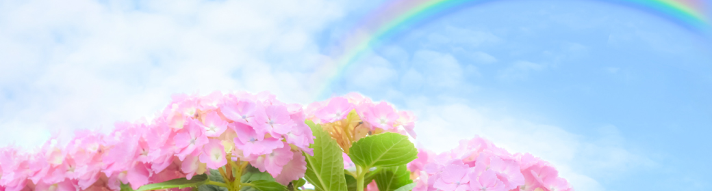 紫陽花と青空と虹