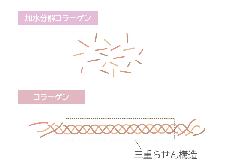 コラーゲンと加水分解コラーゲンの比較