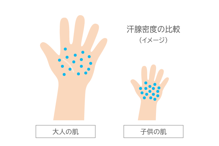 大人の肌と子供の肌の汗腺密度の比較（イメージ）