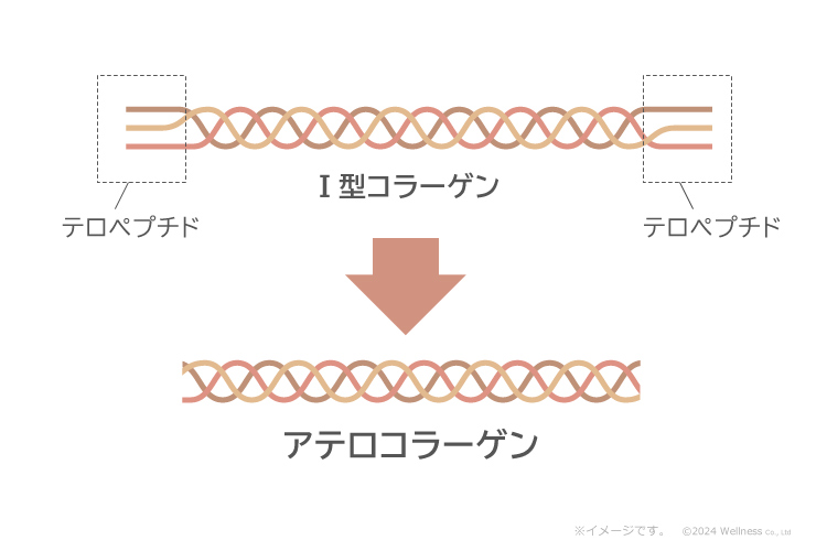 アレルギーの原因となりやすいテロペプチドをカットしたのが「アテロコラーゲン」の図