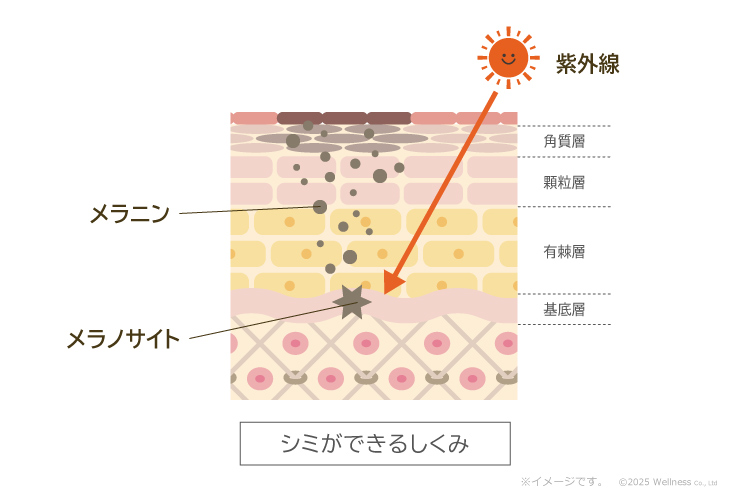 図解：シミができるしくみ／紫外線を浴びるとメラノサイトからメラニンが排出されシミの原因となる