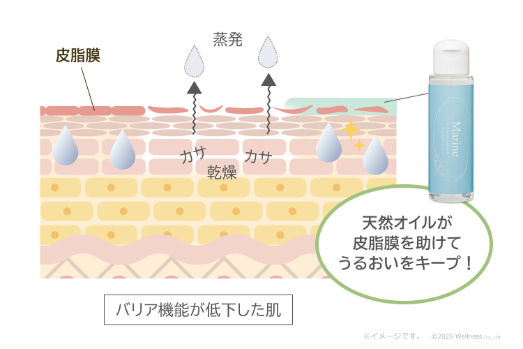 バリア機能が低下した肌／天然オイルが皮脂膜を助けてうるおいをキープ