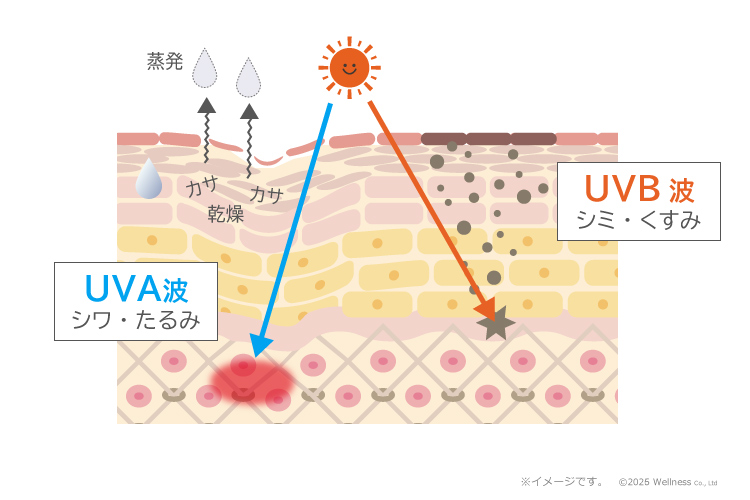 図解：紫外線が肌の表面にある「バリア機能」を壊し、水分を保つ力を弱めてしまう
