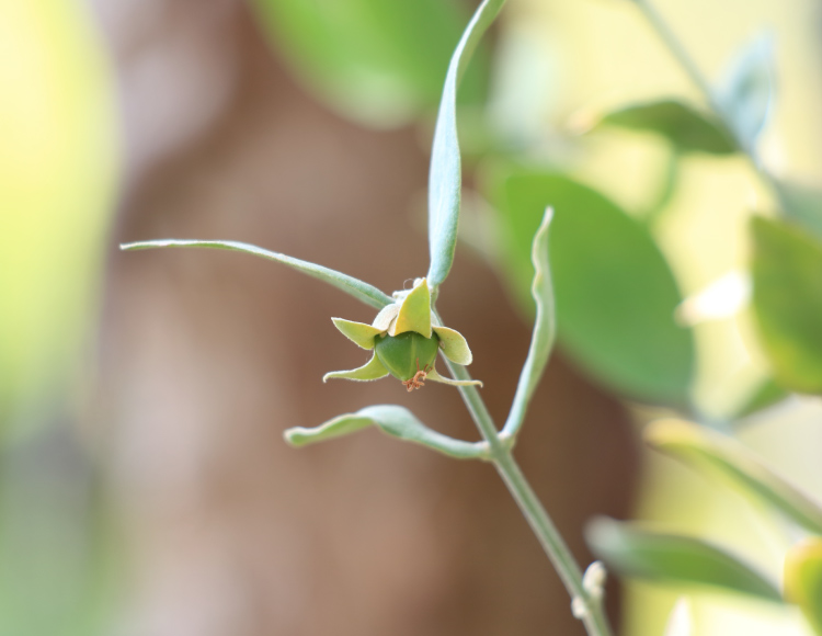 植物ホホバの実