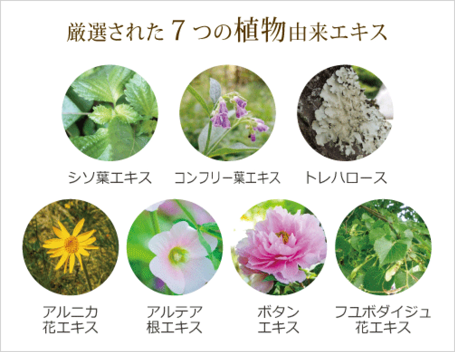 厳選された７つの植物エキス