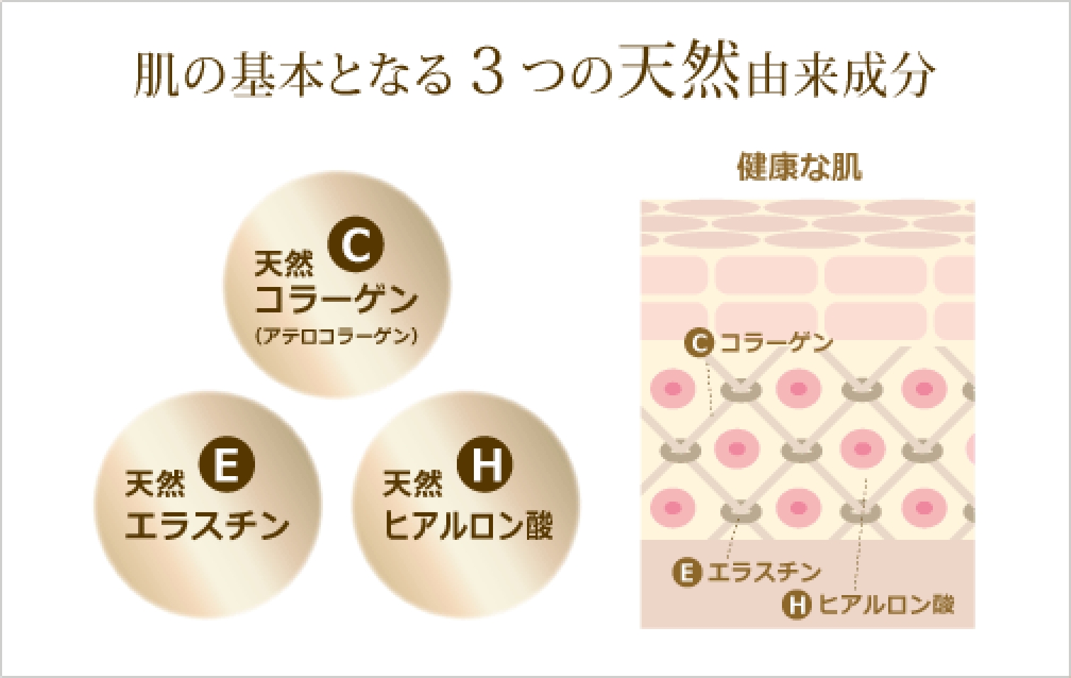 肌の基本となる3つの天然由来成分